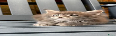 Maine Coon 2