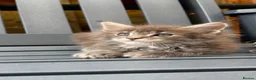 Maine Coon cats for sale: GCCF Fully Registered Maine Coon Kittens  - Advert 23