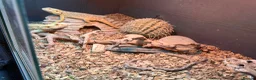 Bearded Dragon reptiles for sale: Bearded dragons (2) in Daventry - Advert 4