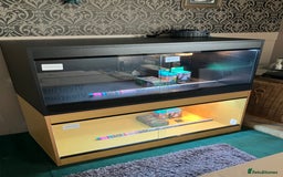 Bearded Dragon reptiles for sale: New Bearded Dragon Vivarium Setup Kits in Downham Market - Image 4
