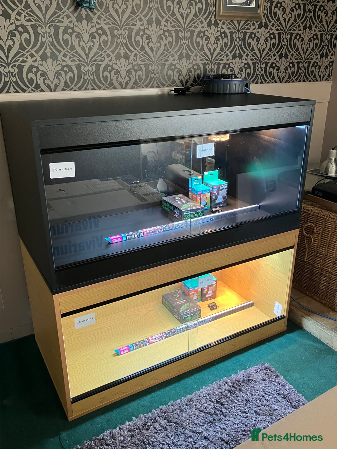 Bearded Dragon reptiles for sale: New Bearded Dragon Vivarium Setup Kits in Downham Market - Image 4