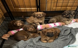 Mixed Breed dogs for sale: Beautiful cavapoopoms looking for forever homes  - Image 1