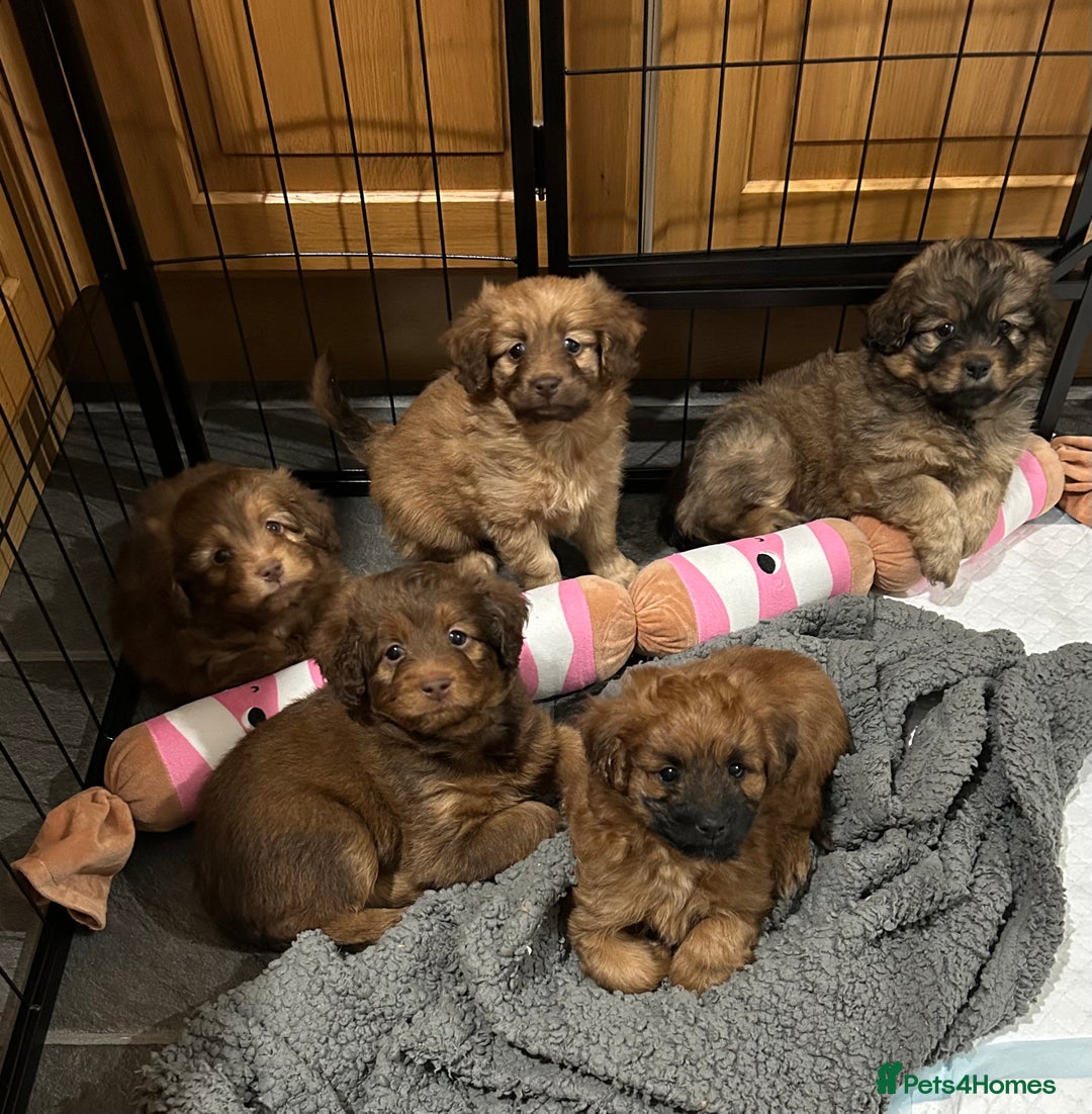 Mixed Breed dogs for sale: Beautiful cavapoopoms looking for forever homes  - Image 1