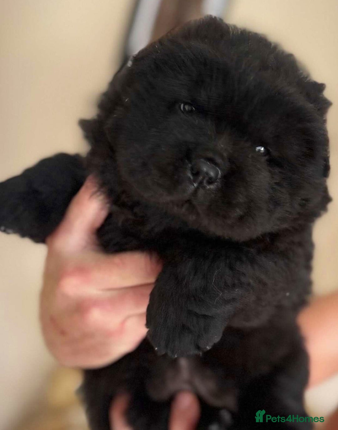 Chow Chow dogs for sale: BLACK GIRL CHOW CHOW - READY NOW!!! - Image 11