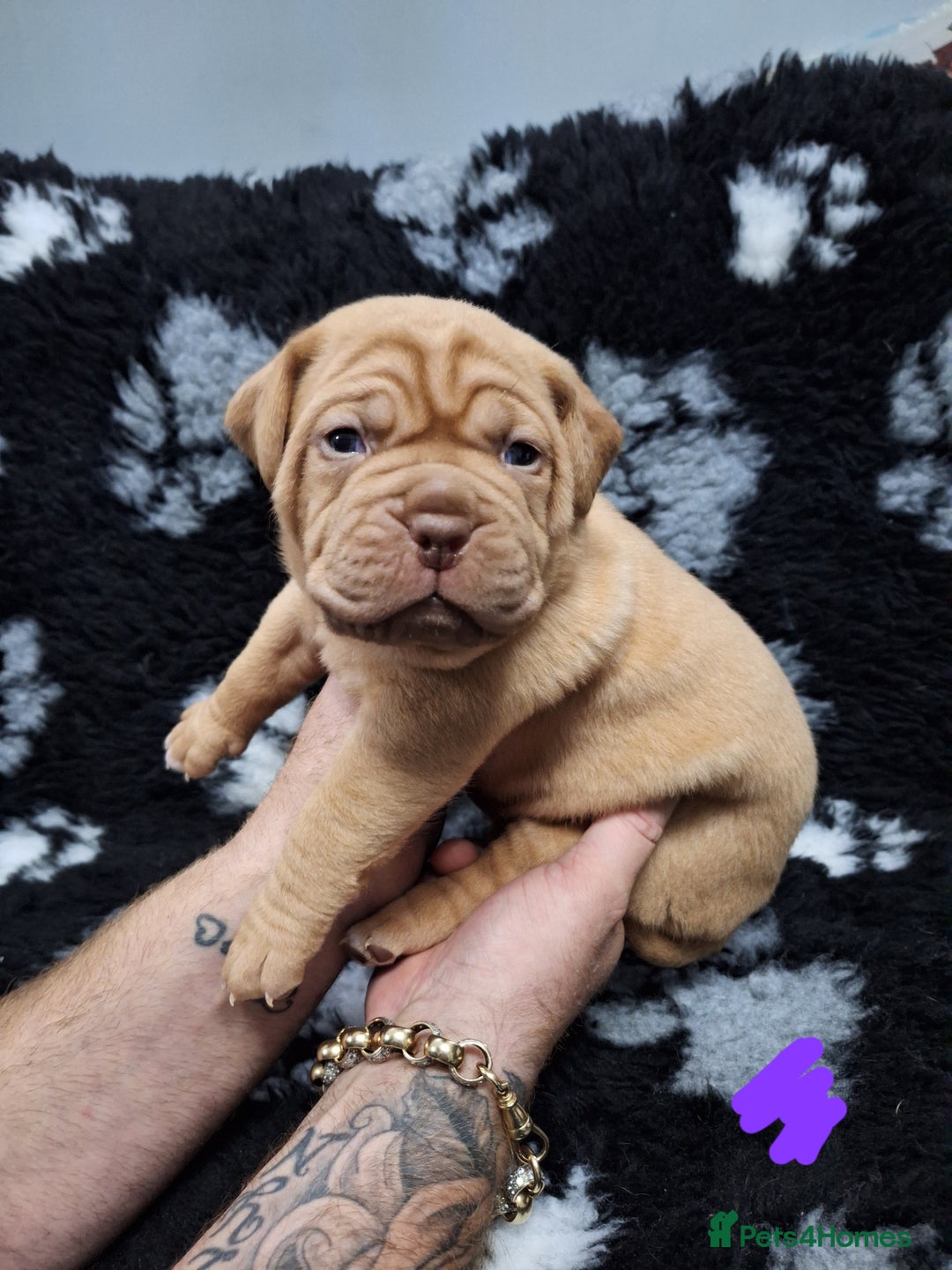 Dogue De Bordeaux dogs for sale: Dogue De Bordeaux Puppies-Champion Bloodlines - Image 23