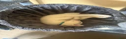 Turkish Angora cats for sale: Cute little boy really to go  in Faversham - Advert 6