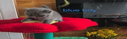 British Shorthair cats for sale: British Shorthair kitten - Advert 17