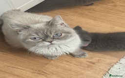 British Shorthair cats for sale: British shorthair  - Image 11