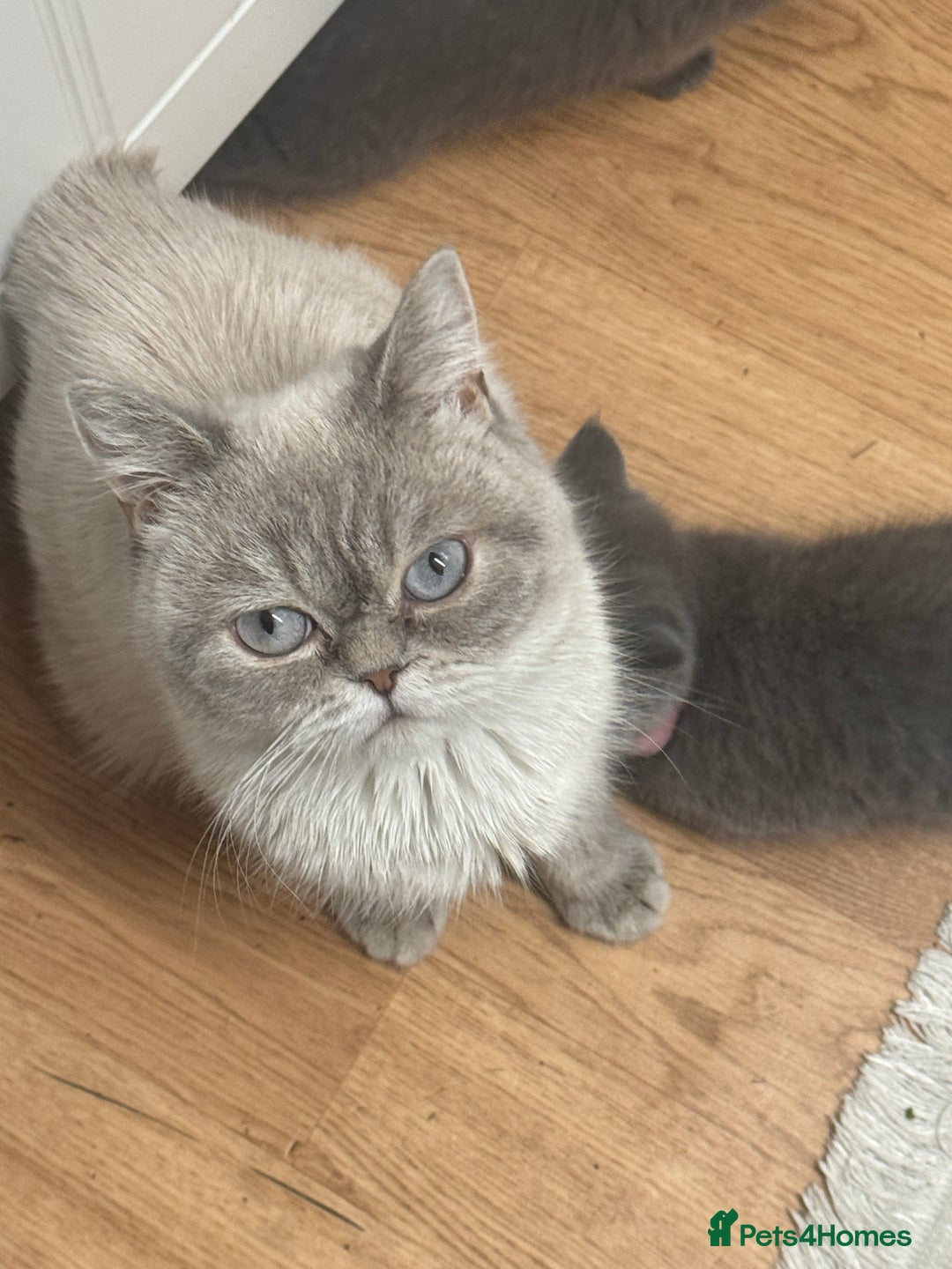 British Shorthair cats for sale: British shorthair  - Image 11