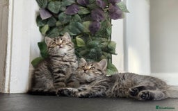 Persian cats for sale: 3 Stunning Female Kittens for Sale  - Image 16