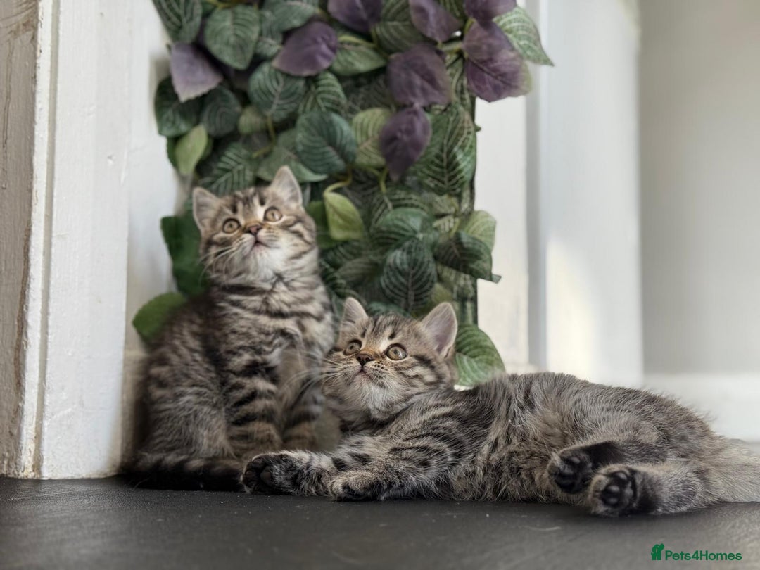 Persian cats for sale: 3 Stunning Female Kittens for Sale  - Image 16