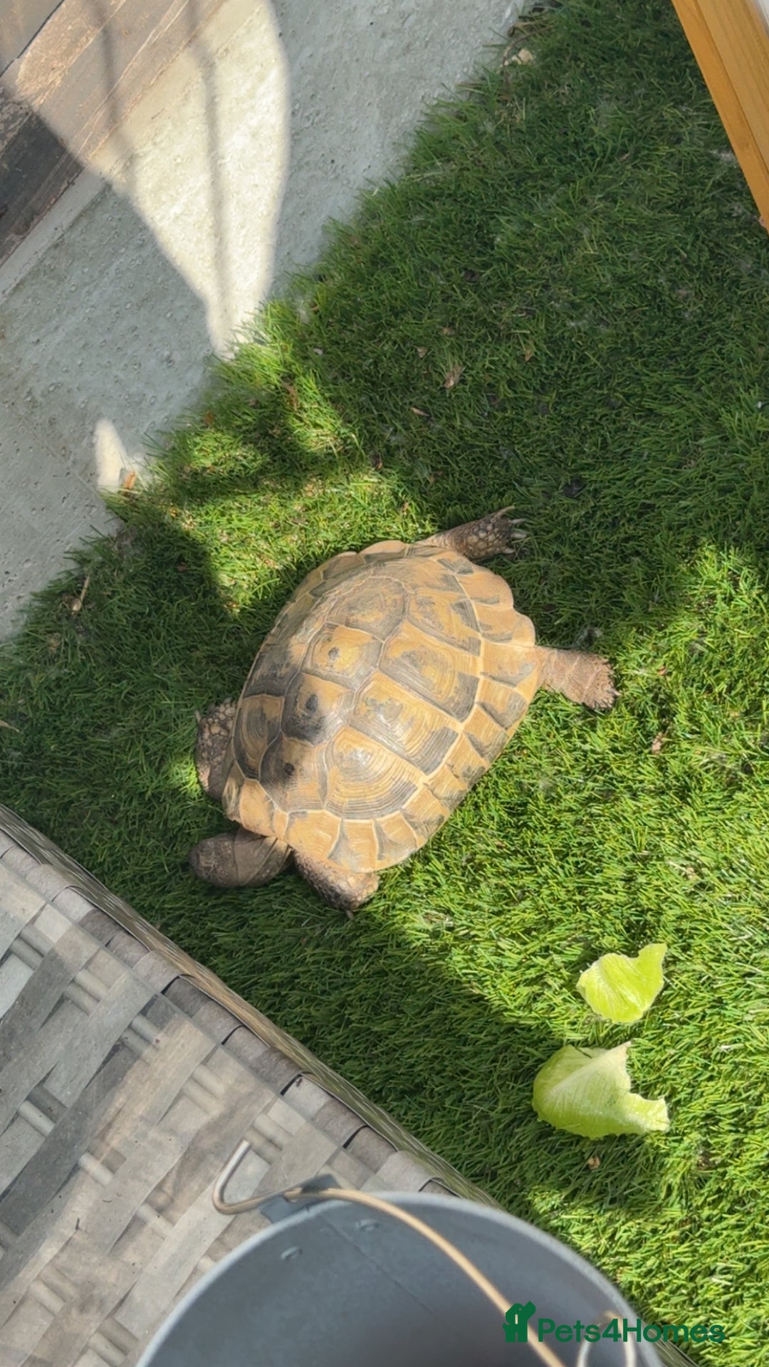Hermann Tortoise reptiles for sale: Breeding pair of Hermann tortoises and babies - Advert 3