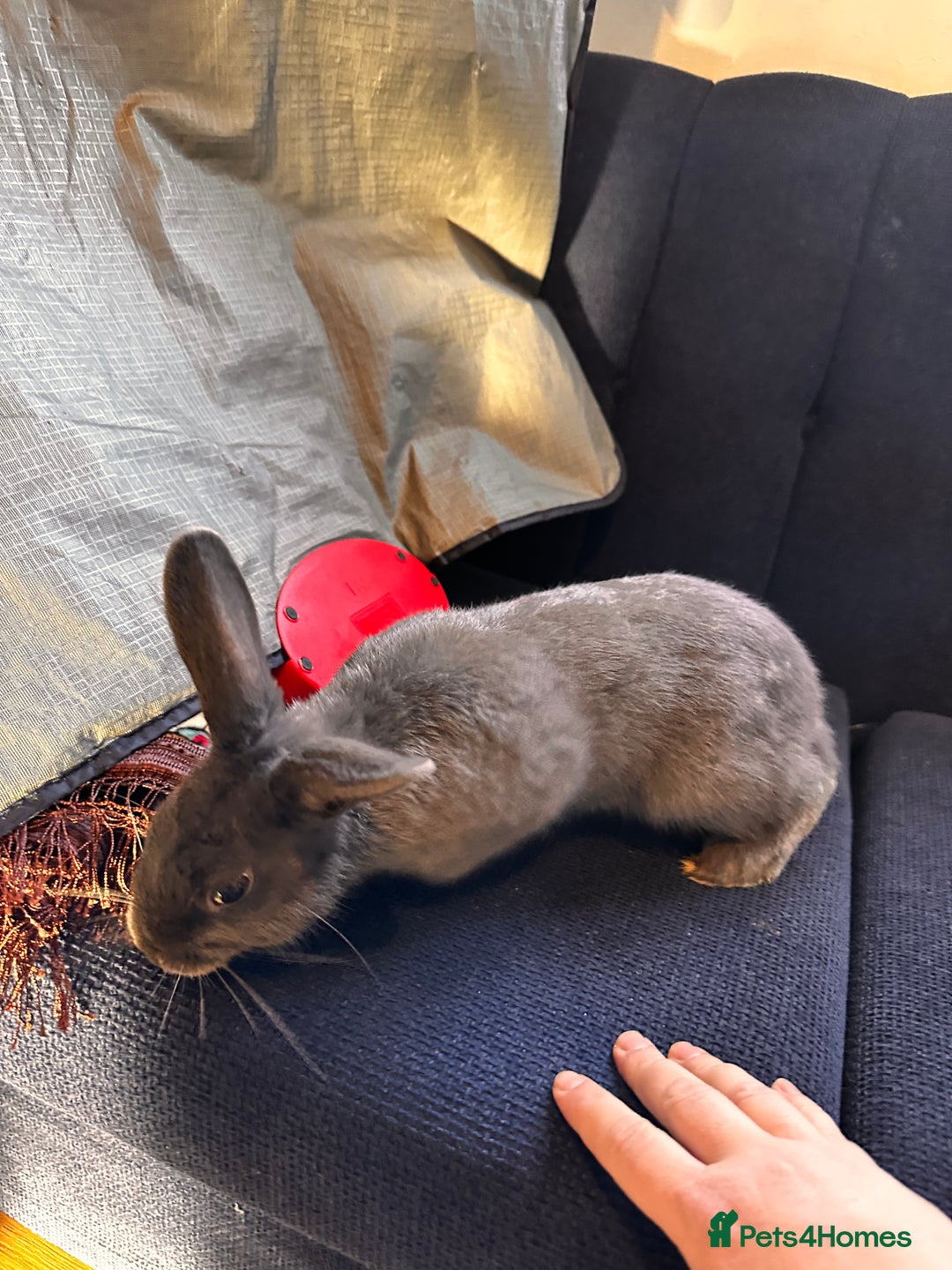Mixed Breed rabbits for sale: Male Rabbit - Advert 5