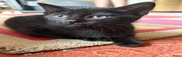 Mixed Breed cats for sale: 5 beautiful Kittens  - Advert 5