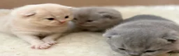British Shorthair cats for sale: British Shorthair Kittens - Advert 31