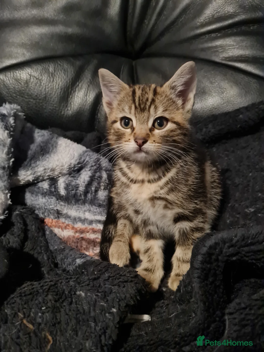 Mixed Breed cats for sale: Beautiful 8 week old kittens - Advert 6