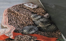 British Shorthair cats for sale: GCCF Reg Chocolate Silver Spotted Tabby BSH Boys - Image 20