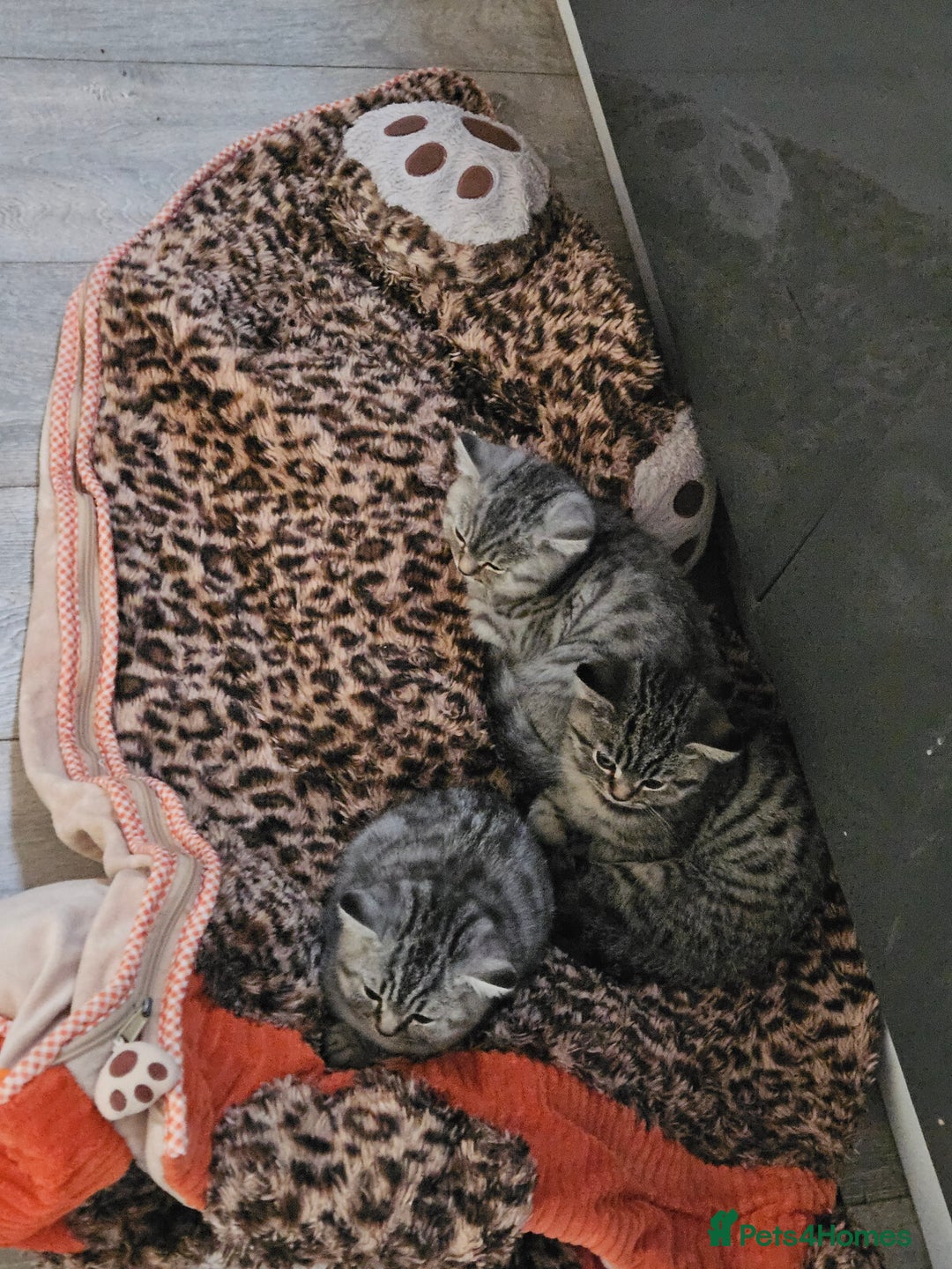 British Shorthair cats for sale: GCCF Reg Chocolate Silver Spotted Tabby BSH Boys - Image 20
