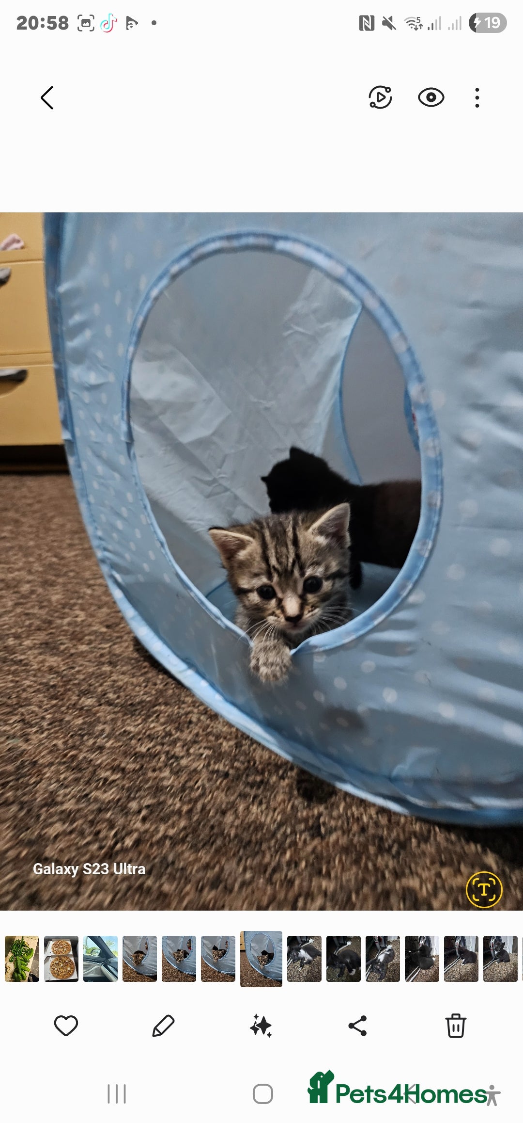 Bengal cats for sale: Bengala - Image 2
