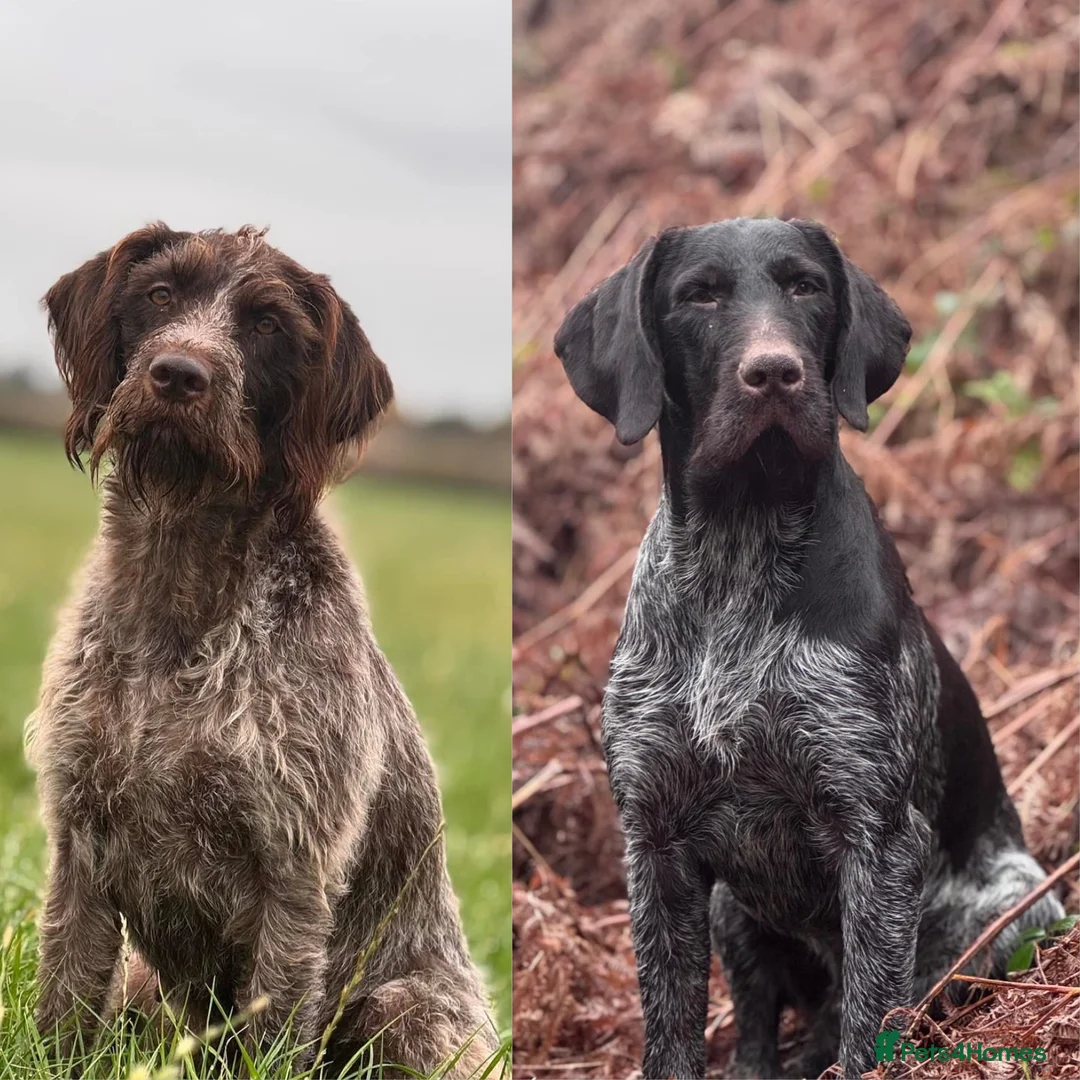 German Wirehaired Pointer dogs for sale: KC REGISTERED GWP’s DUE 18/03/26 - Advert 1