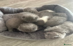 British Shorthair cats for sale: 🧸✨6 Chunky British Shorthair Kittens For Sale✨🧸 - Advert 2