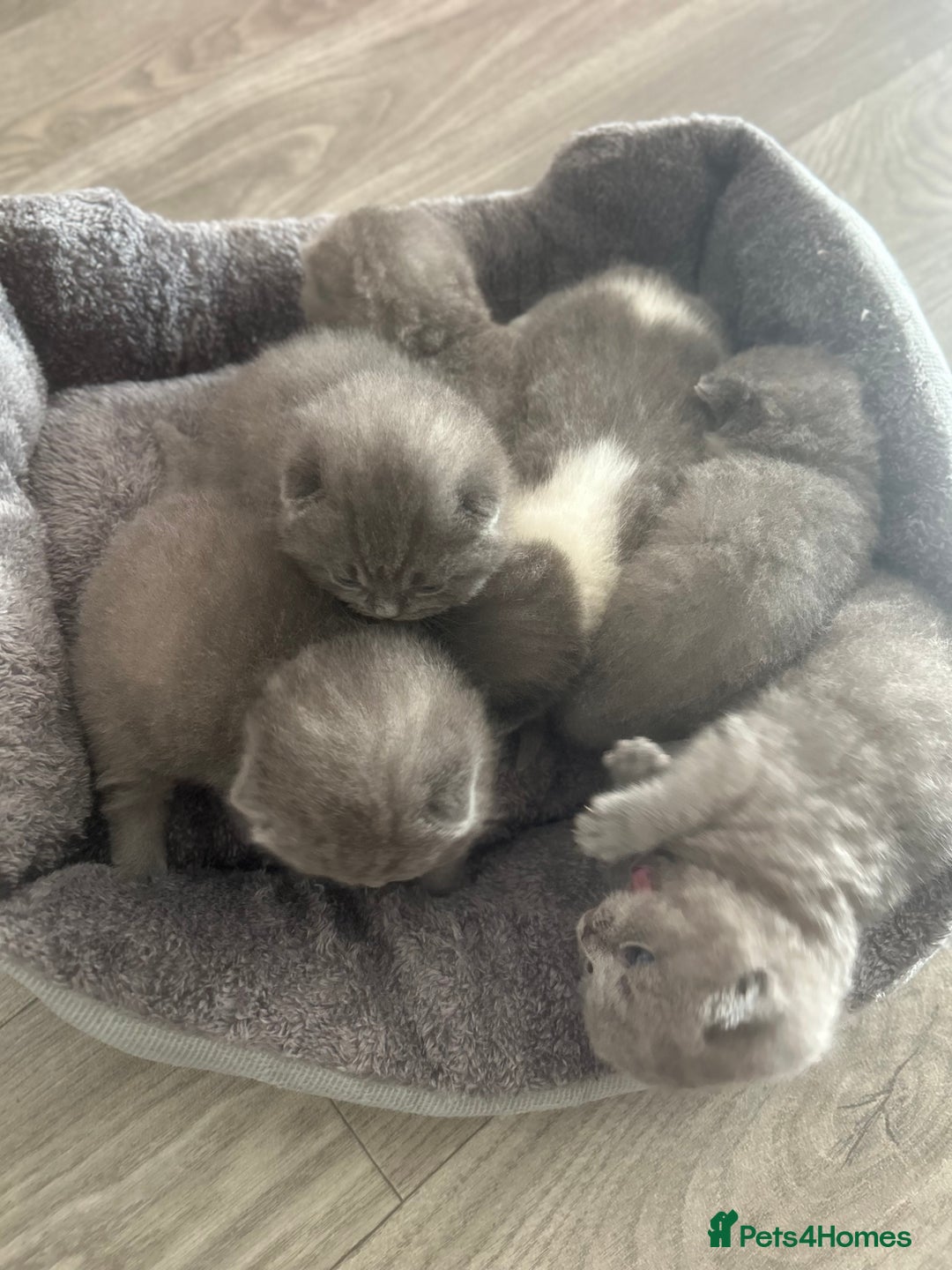British Shorthair cats for sale: 🧸✨6 Chunky British Shorthair Kittens For Sale✨🧸 - Advert 2