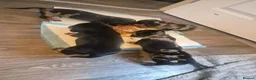 Miniature Dachshund dogs for sale: Beautiful miniature dachshund ❤️ 3 boys 1 girl  - Advert 12