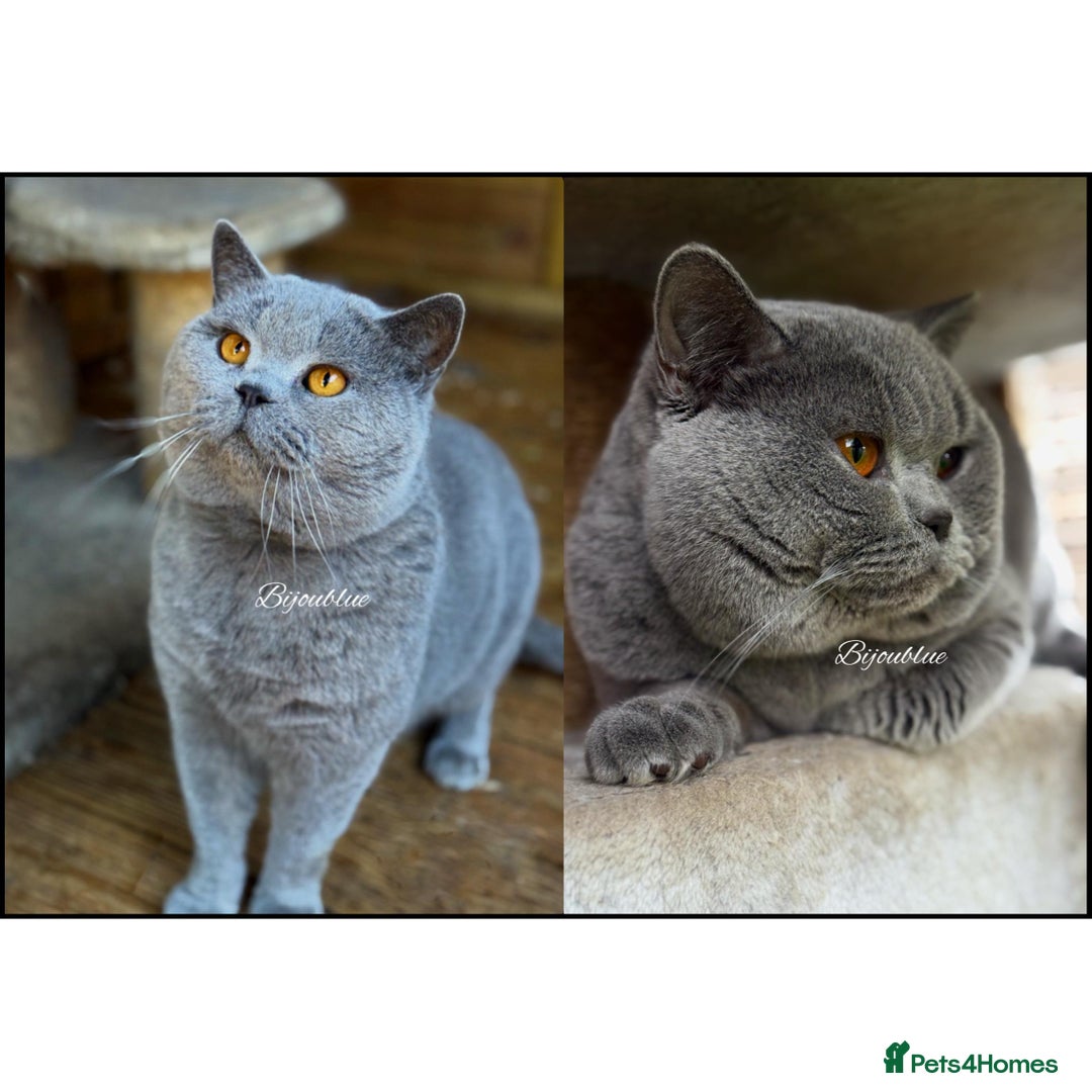 British Shorthair cats for stud: ⭐️ Two Imported Powerhouse Studs ⭐️ in London - Advert 1