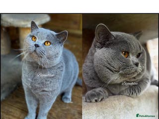 British Shorthair cats ⭐️ Two Imported Powerhouse Studs ⭐️ in London - Advert 1
