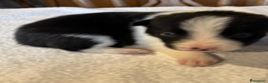 Border Collie Puppy 1
