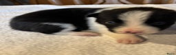 Border Collie dogs for sale: Border collie puppies for sale.  - Advert 15
