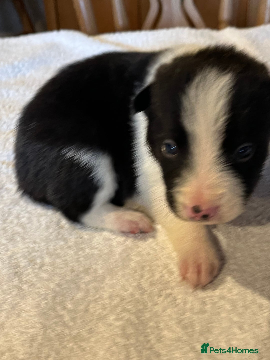 Border Collie dogs for sale: Border collie puppies for sale.  - Advert 15