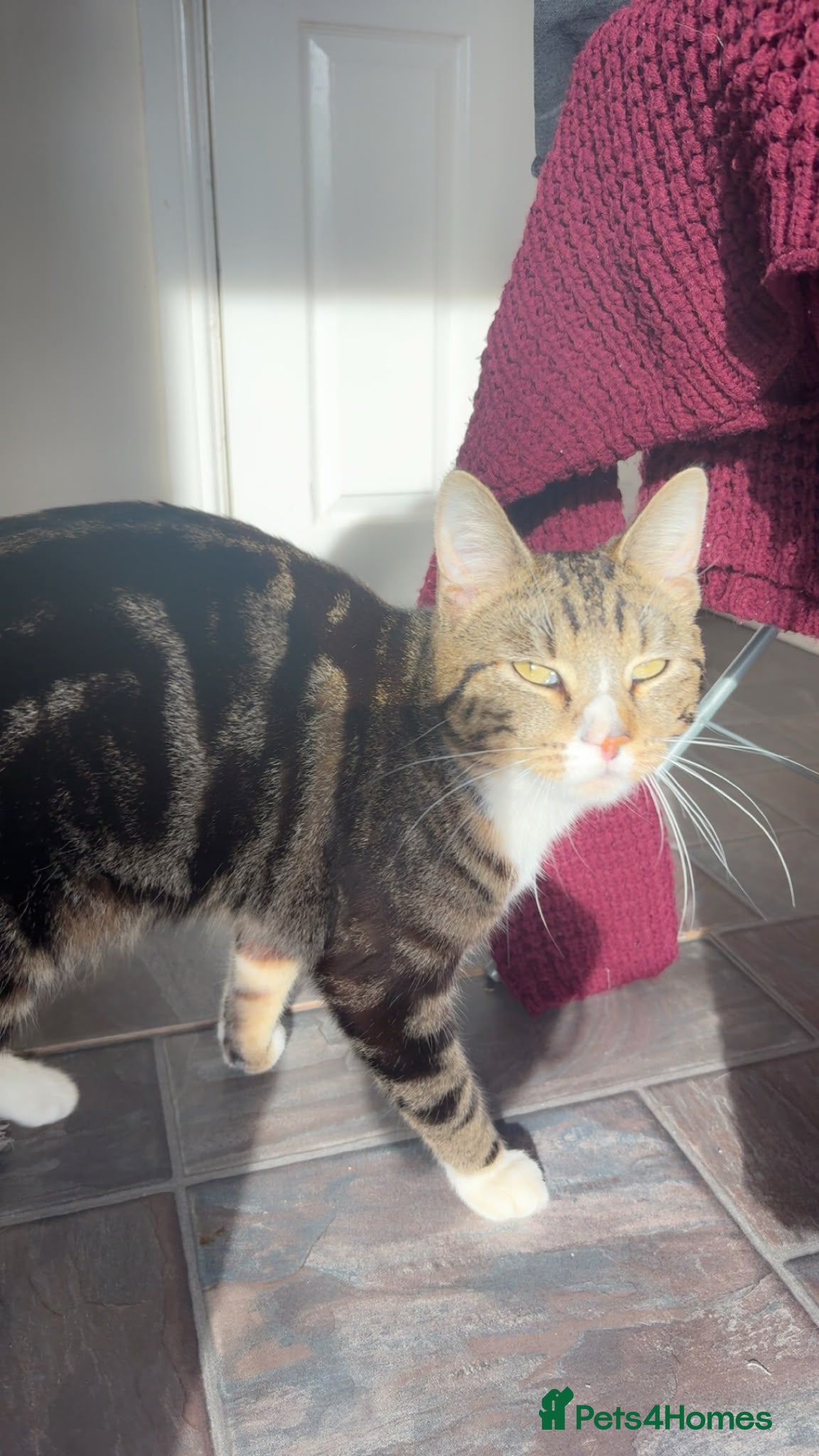 Mixed Breed cats Male cat called Teddy - Advert 1