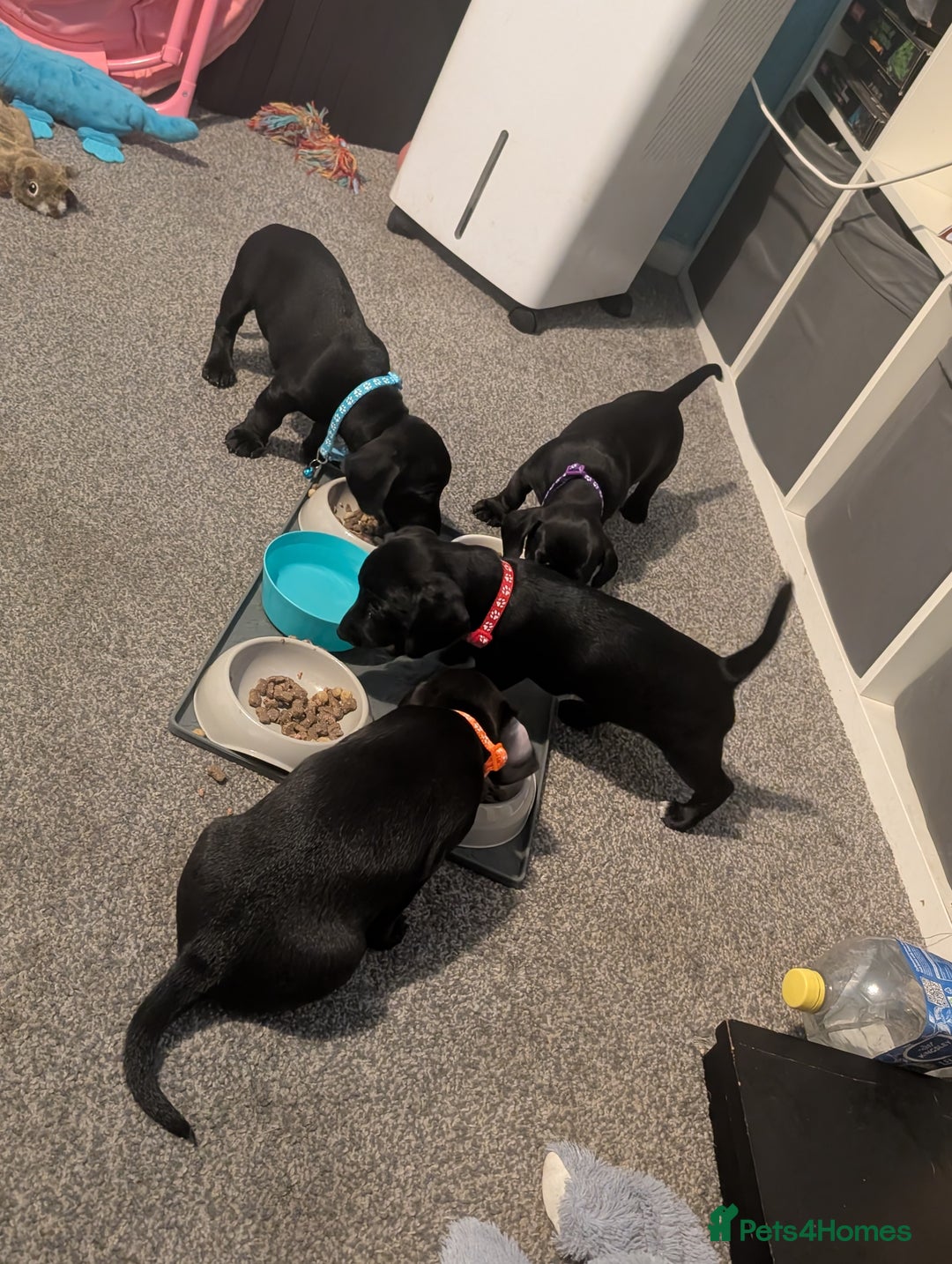 Mixed Breed dogs for sale: Doxie-Dales ready now - Image 31