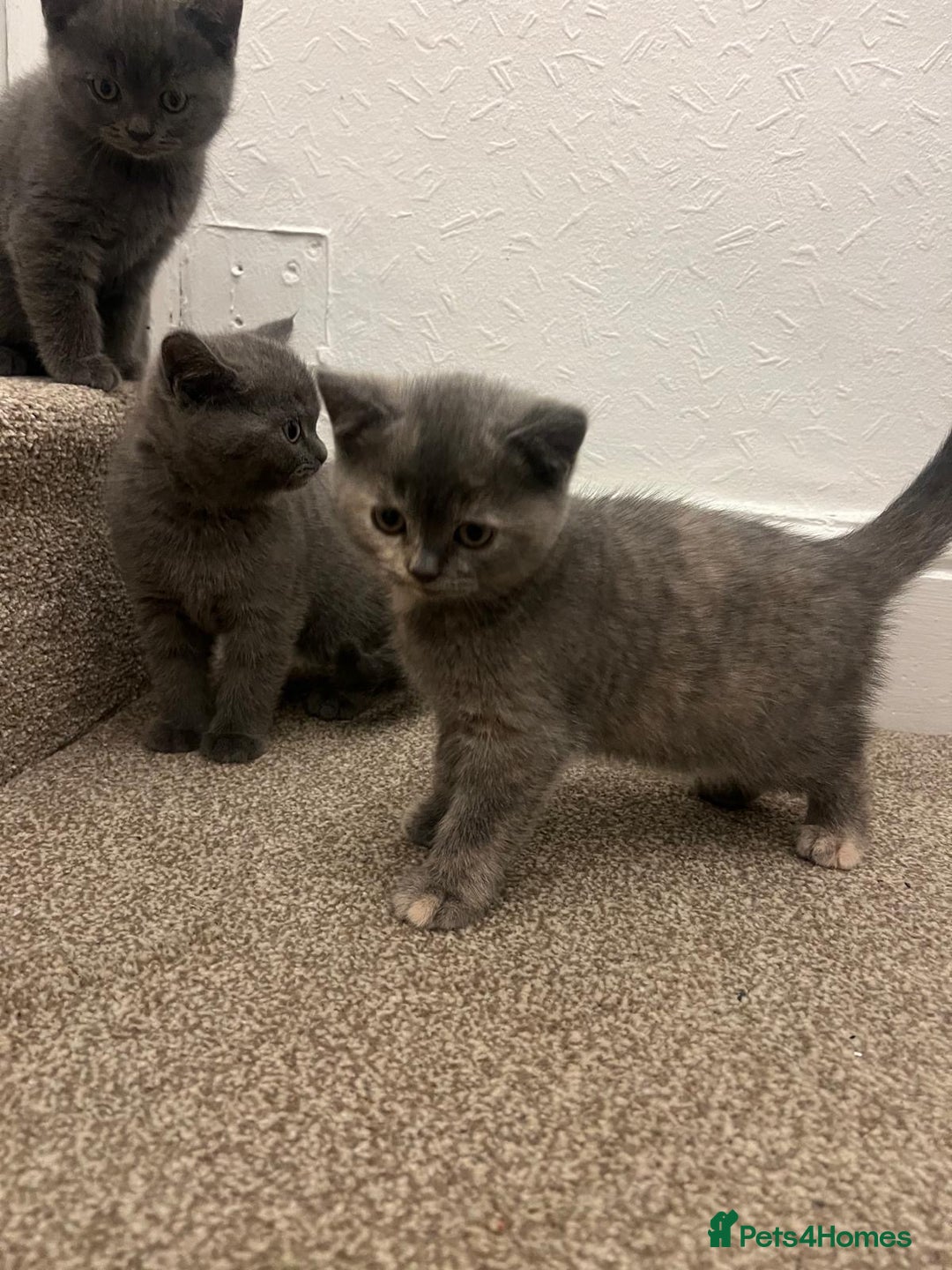 British Shorthair cats for sale: PEDIGREE BSH KITTENS READY TO FOR FOREVER HOMES  - Image 16