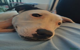 Staffordshire Bull Terrier dogs for sale: Gorgeous girl  - Image 3