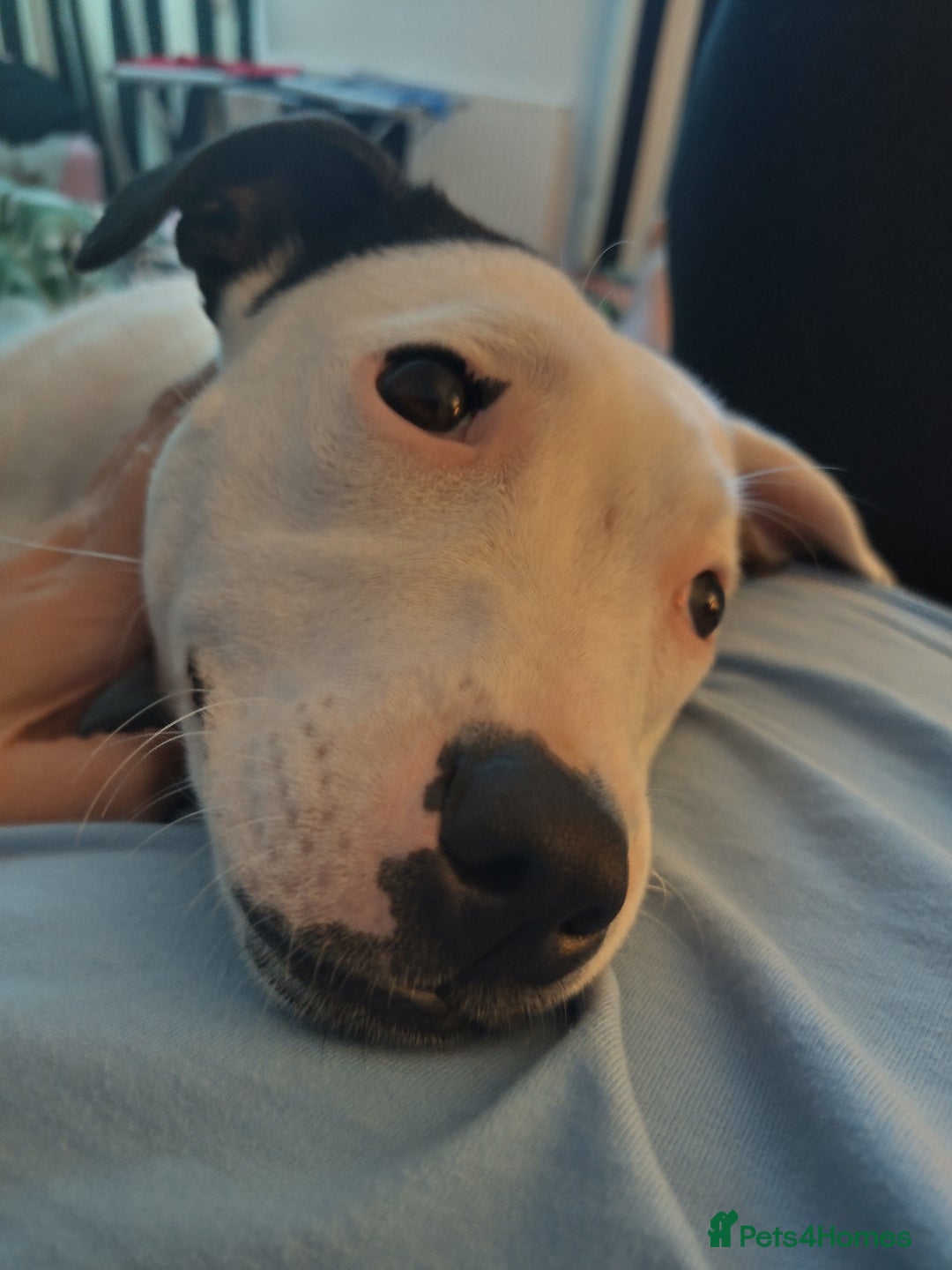 Staffordshire Bull Terrier dogs for sale: Gorgeous girl  - Image 3