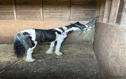 Irish Cob horses for sale: beautiful bingo 😍 - Image 7
