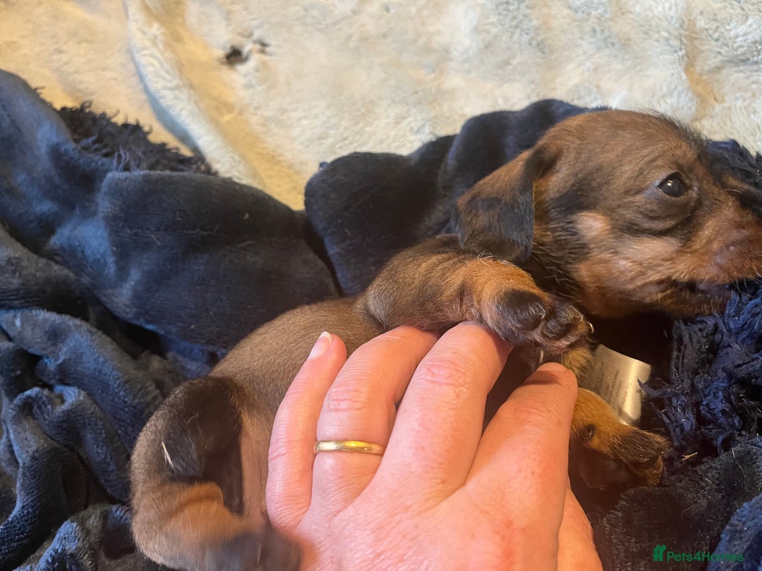 Dachshund dogs for sale: Kc Standard Wire Haired Dachshund Puppies - Image 17