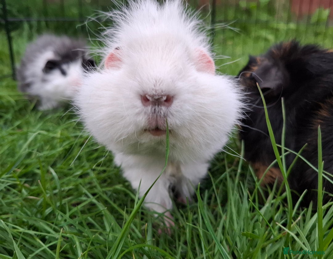 Guinea Pig rodents for sale: White guinea pig - Image 5