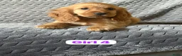 Cocker Spaniel dogs for sale: FULLHEATHTESTED OUTSTANDING SHOWTYPE COCKERSPANIEL in Alton - Advert 25