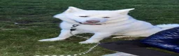 Japanese Akita Inu dogs for sale: Japanese Akita Inu Puppies - Advert 28