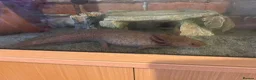 Axolotl reptiles for sale: X2 Axolotls & whole setup  - Advert 14
