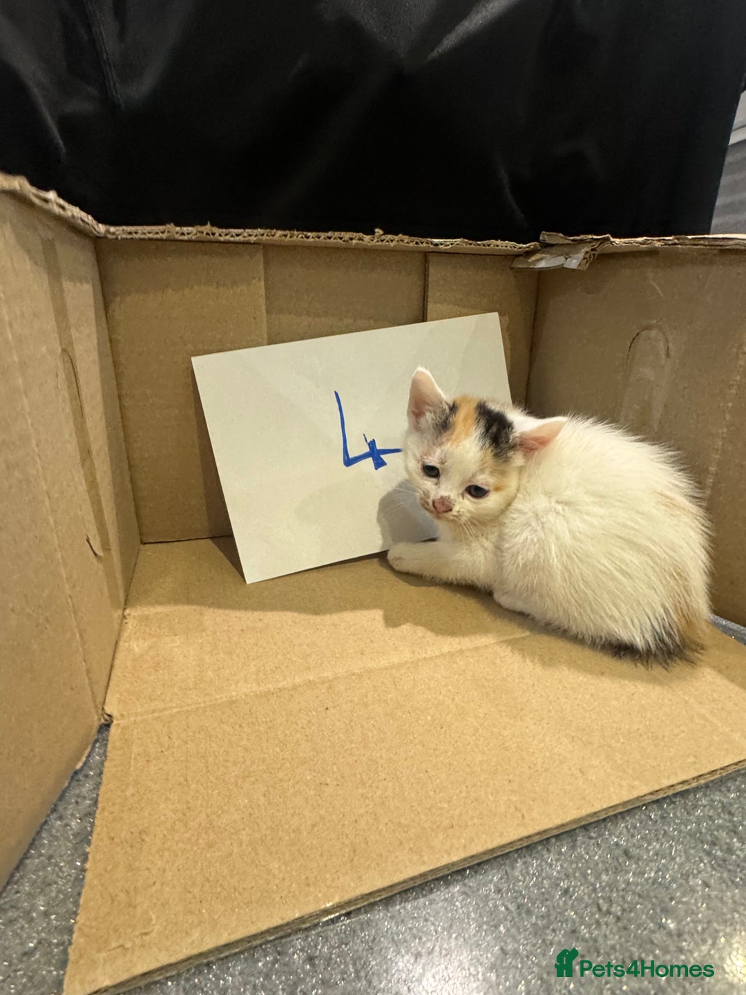 Mixed Breed cats for sale: British shorthair mix kittens  - Advert 6