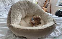 Italian Greyhound dogs for sale:  Beautiful Italian greyhound puppies  - Image 29