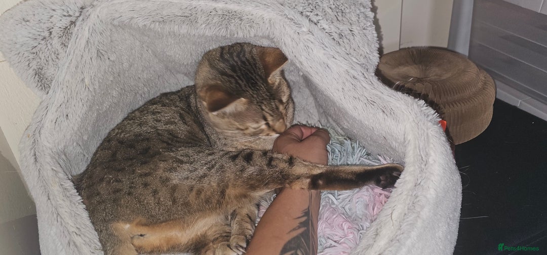 Savannah cats for sale: Beautiful Savannah F4 registered  - Image 16