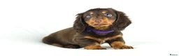 Miniature Dachshund dogs for sale: 4 male Dachshunds - Advert 11