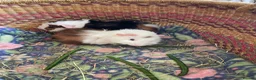 Guinea Pig rodents for sale: Beautiful baby guinea pigs - Advert 3