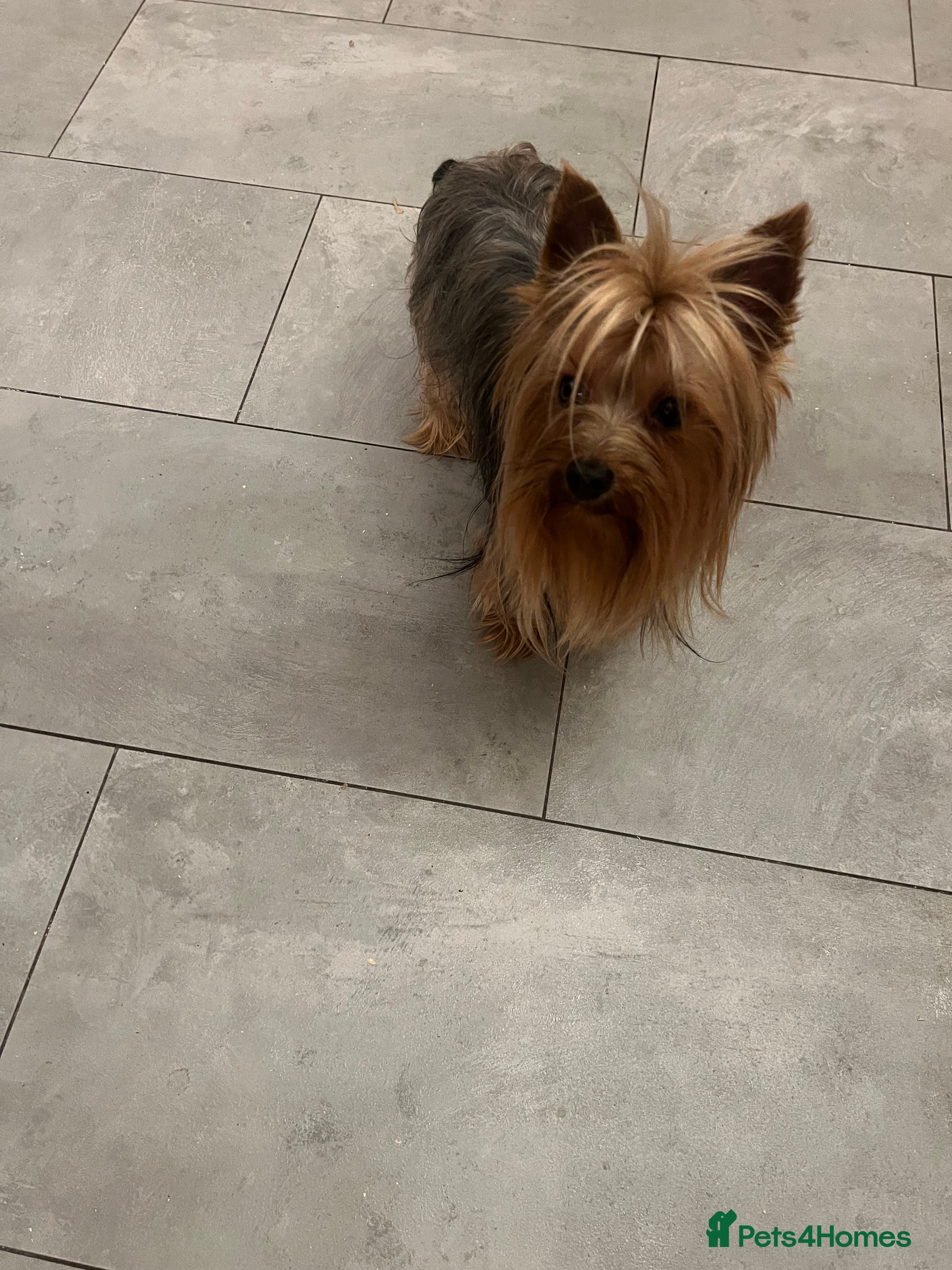 Yorkshire Terrier dogs KC Registered Yorkie Silver Stud Available - Advert 7