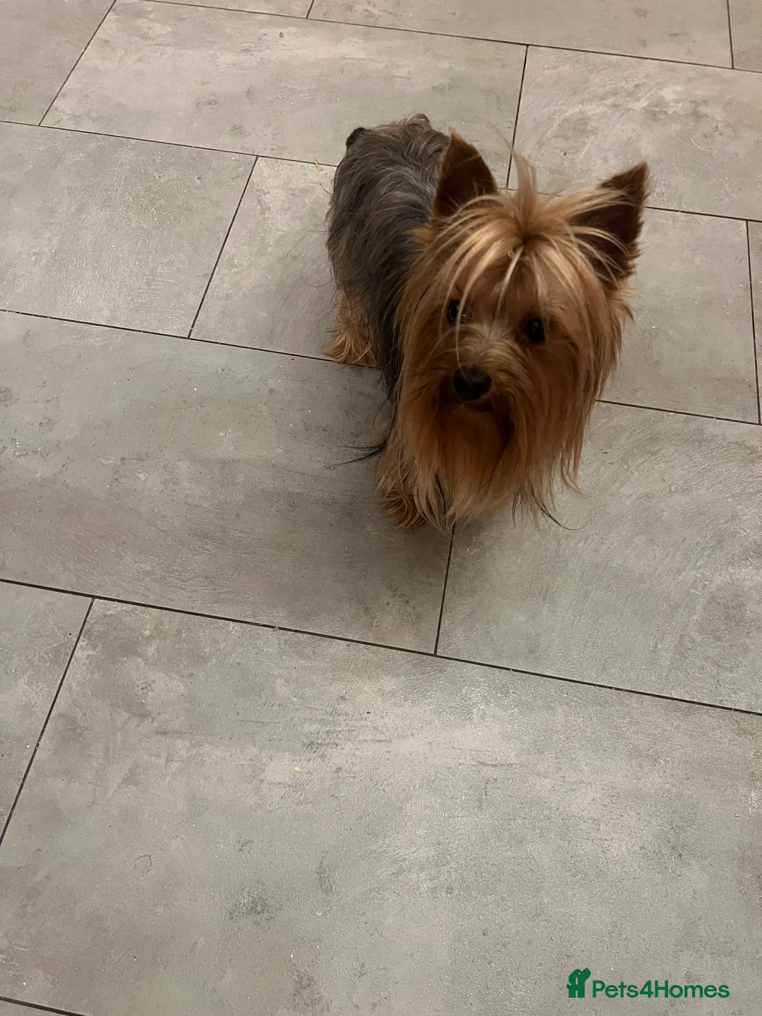Yorkshire Terrier dogs for stud: KC Registered Yorkie Silver Stud Available - Advert 1